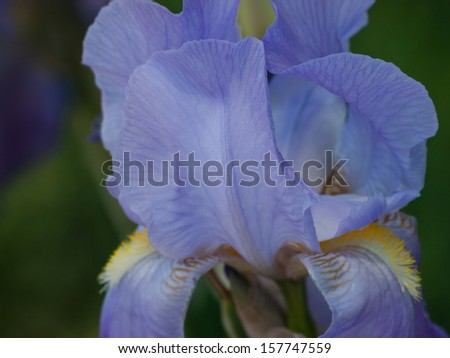 Blue iris at the end of the bloom cycle.