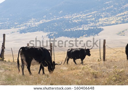 Small group of domestic cattle walking across the grassy field in Colorado.
