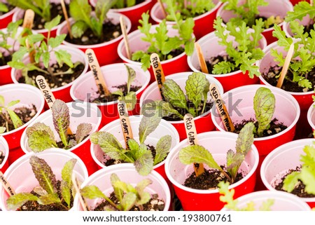 Plants in small containers in the greenhouse.