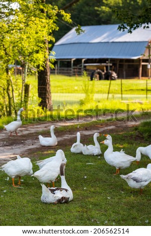Flock of white geese on the dirt farm road.