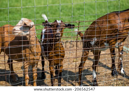 Kid goats by the fence on the farm.