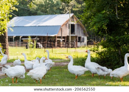 Flock of white geese on the dirt farm road.