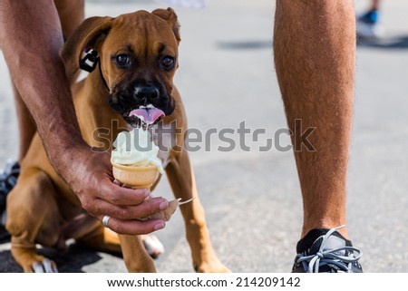 Owner feeding his poppy dog with ice cream on a hot day.