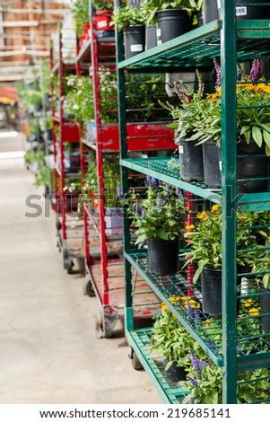 Plants in pots on sale at the local garden center.
