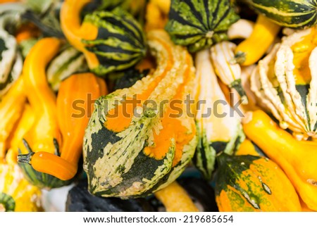 Miniature pumpkins at the pumpkin patch.