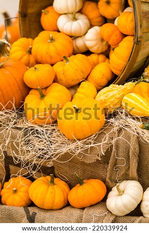 Orange pumpkins on the pumpkin patch.