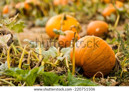 Harvest time on a large pumpkin farm.