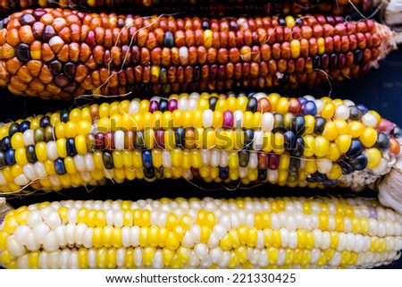 Multi colored indian corn made for Thanksgiving decoration.
