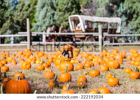 Selecting pumpkin from pumpkin patch in early Autumn.