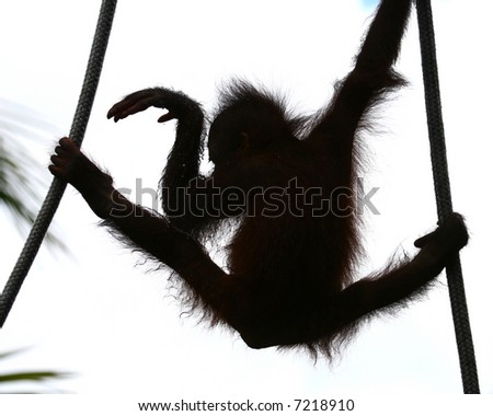 dancing orangutan