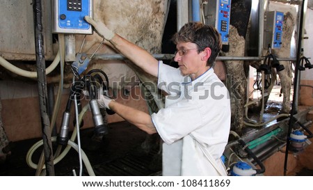 Farm worker milking cows at dairy farm.
