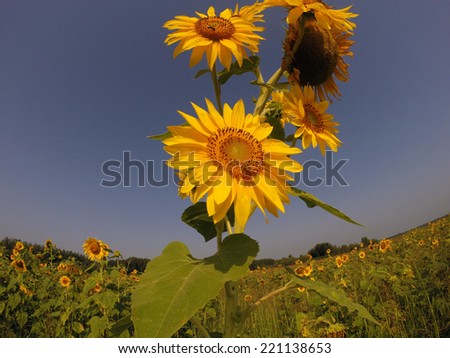 Sunflower Field in Bloom.Sunflower field in bloom against the clear sky.