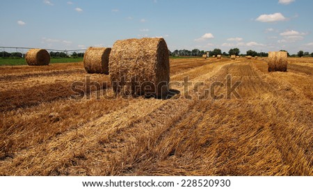 Straw Bales on a Stubble Field.Field of freshly baled round hay bales