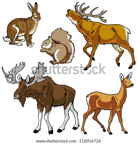 set of animals,wild beasts,forest fauna,vector images isolated on white background,Eurasia herbivore mammals