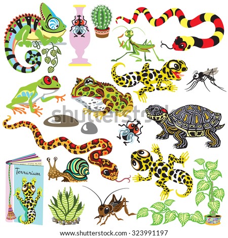 reptiles set , amphibians and insects , isolated cartoon terrarium animals