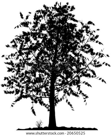 tree silhouette vector. detailed tree silhouette