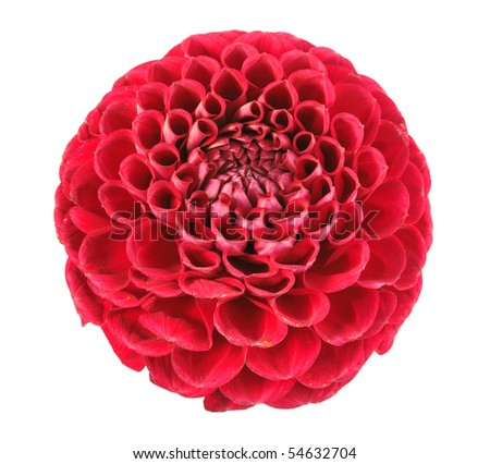 One red flower (Dahlia 'Aurora's Kiss') isolated on white background. Close-up. Studio photography.