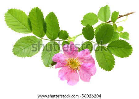rose flower wallpaper download. rose flower wallpaper download
