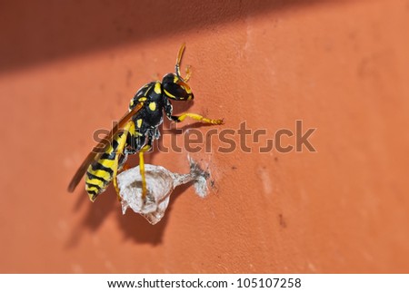 A wasp that builds the nest