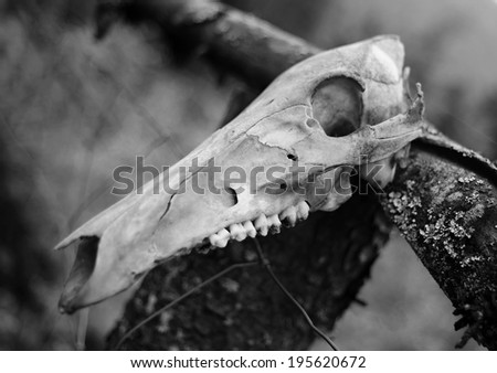 Animal skull of a dead animal in the forest - black - white