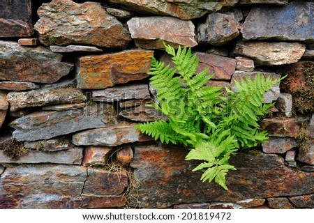 Spring green fern growing on a stone wall