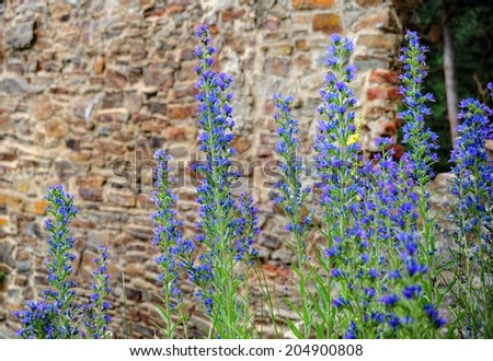 Detail of beautiful blue flowers with an old castle in the background