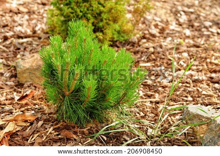 Small pine tree in the garden with bark mulch
