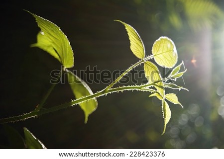 Fresh green spring plants in the forest lighted sun