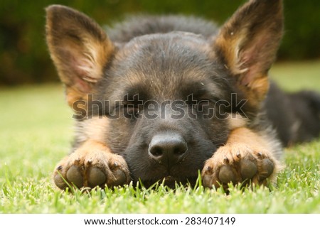 Sleeping german 2024 shepherd puppy