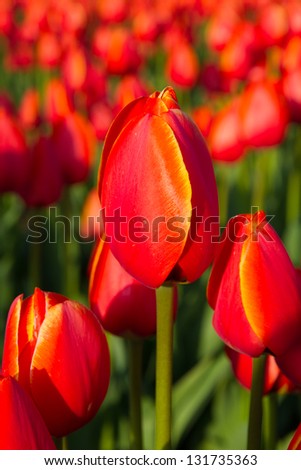 A centered close up of a red tulip in front of a large field with red tulips.