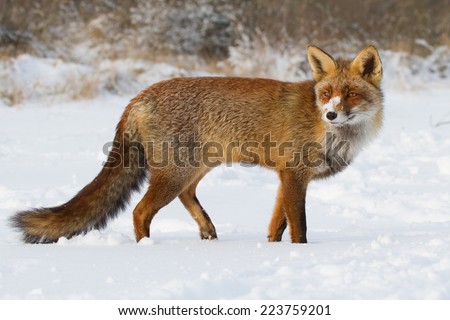 Fox in the snow watching behind in the last light of the day on a cold winter afternoon.