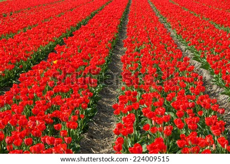 Red tulips in a large field with straight lines.