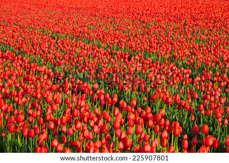 Red tulip field with diagonal lines in warm evening light.