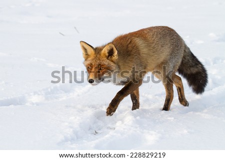 Fox looking for food under the snow at the end of a cold winter day.