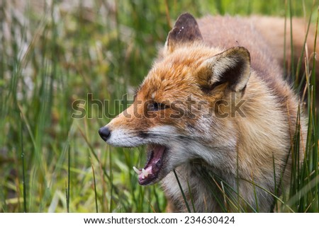 Fox showing his teeth. Portrait of a fox in the grass.