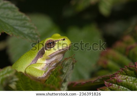 Tree frog sits in the sun on a leaf and is looking around.