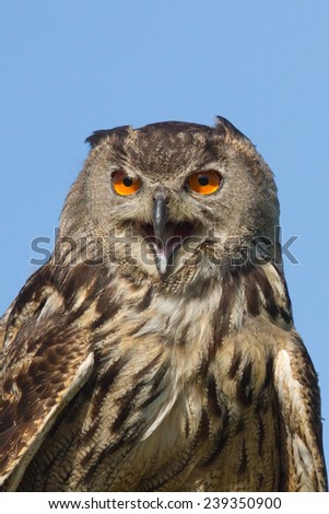 Eagle owl with mouth wide open and blue sky as background.