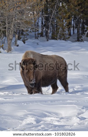 Bison, Winter, Yellowstone NP, WY