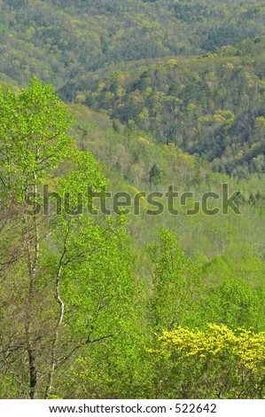Early Spring, Great Smoky Mtns Nat. Park