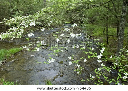 Dogwood, Spring, Cades Cove, Great Smoky Mtns NP, TN
