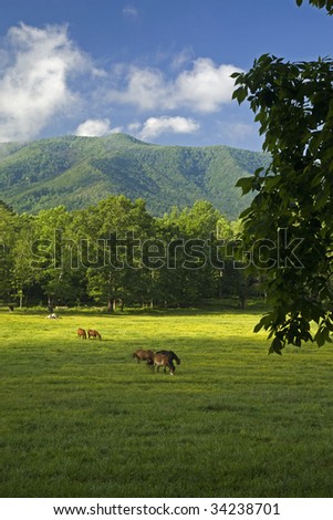 Horses, Cades Cove, Great Smoky Mountains National Park, Tennessee