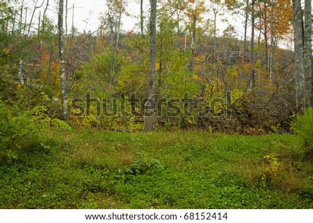 Logging Clear-cut, Autumn, Cherohala Skyway