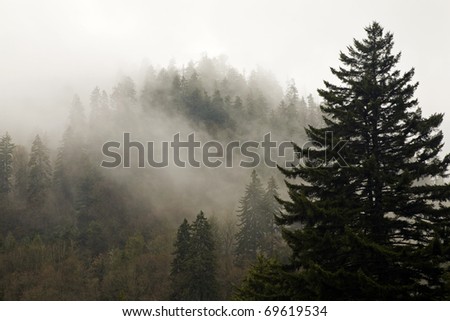 Evergreens, Autumn, Fog, Great Smoky Mountains National Park, TN-NC