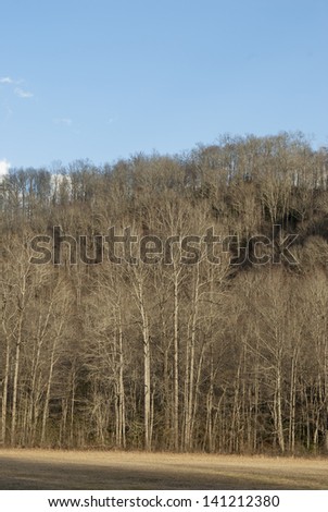 Trees, Great Smoky Mtns NP, TN-NC