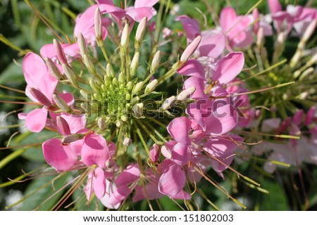 Cleome flower. Species of Cleome are commonly known as spider flowers, spider plants, spider weeds, or bee plants.