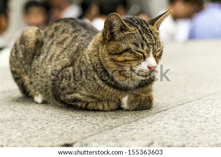 Sleeping cat on the floor in public area