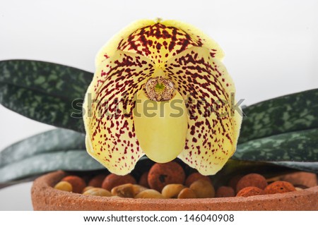 Paphiopedilum godefroyae, Yellow wild flower isolate on white background