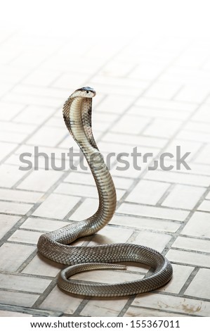 King Cobra snake is the world\'s longest venomous snake in the Snake farm show bangkok thailand