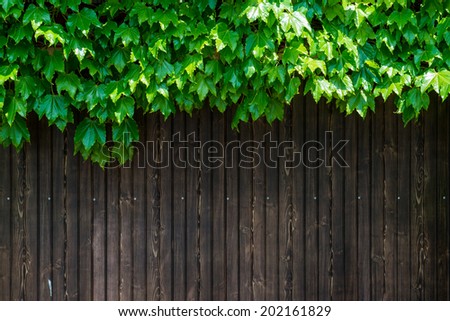 Green leaf and wooden wall background with text space