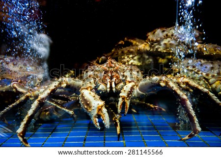 Red King crabs, stone crabs